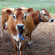 picture of cows